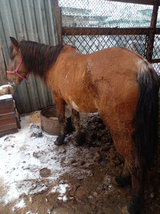 Бие.  Сатылады жуас  мынгы