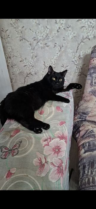 Милый добрый котик Басик в добрые руки!