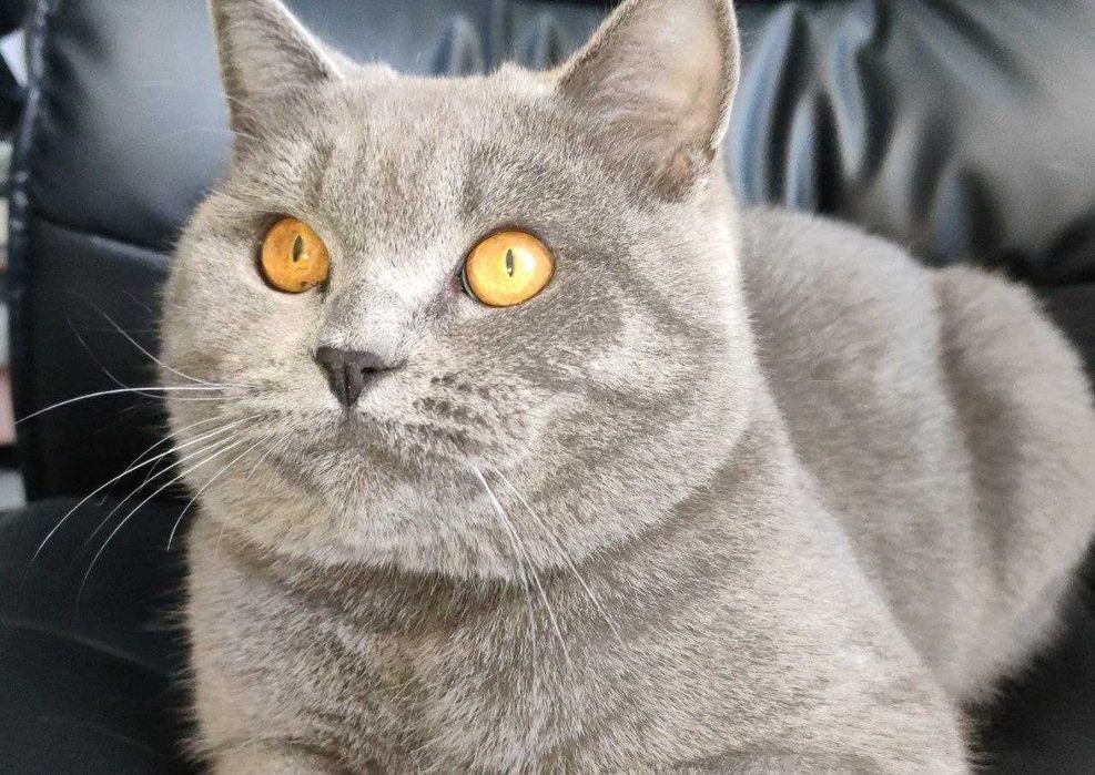 Красавец кот скотиш страйт на вязку