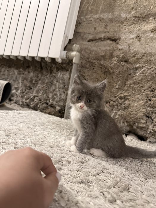 Котята, отдам даром