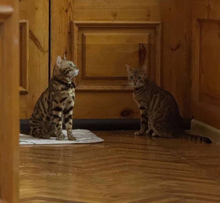 Bengal 250$ sotiladi