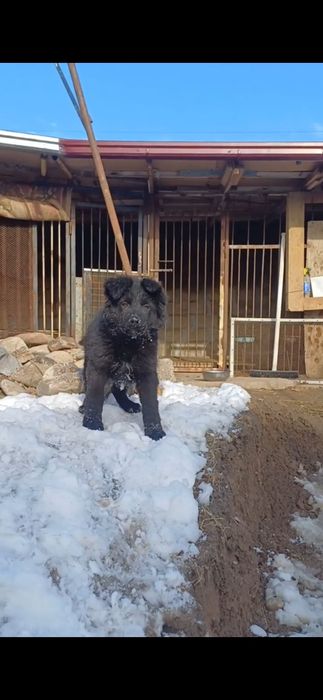 Продаётся щенки Немецкой Овчарки.