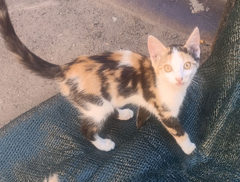 Отдам котят в добрые руки