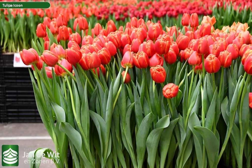 Тюльпаны корпаративы на 8 март