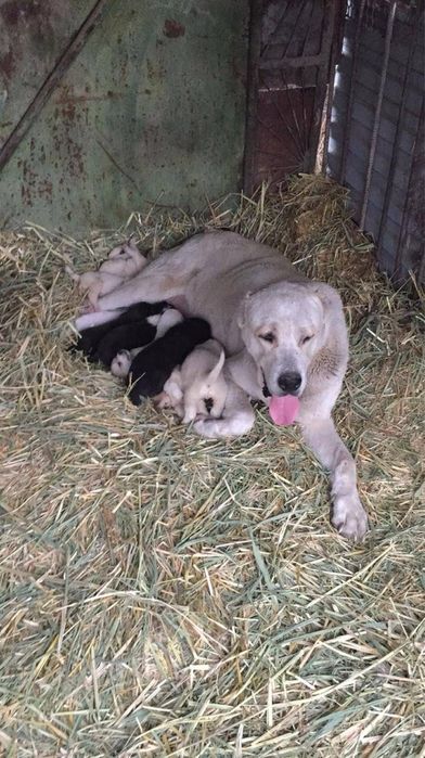 Продам пара Алабай кабель сука крупный