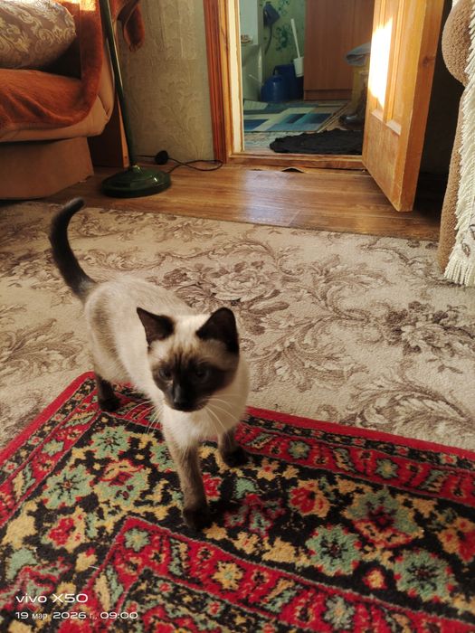 Продам кошечку 6 месяцев