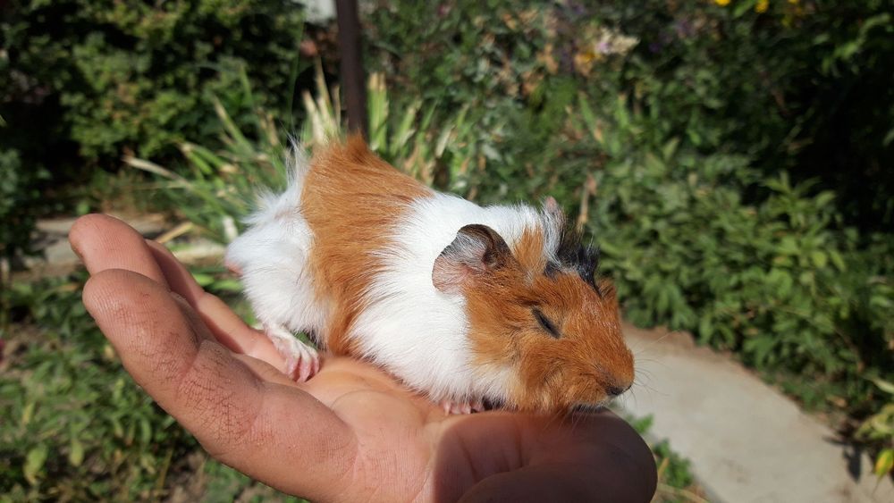 Продаются морские свинки