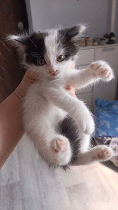 Маленькие котята