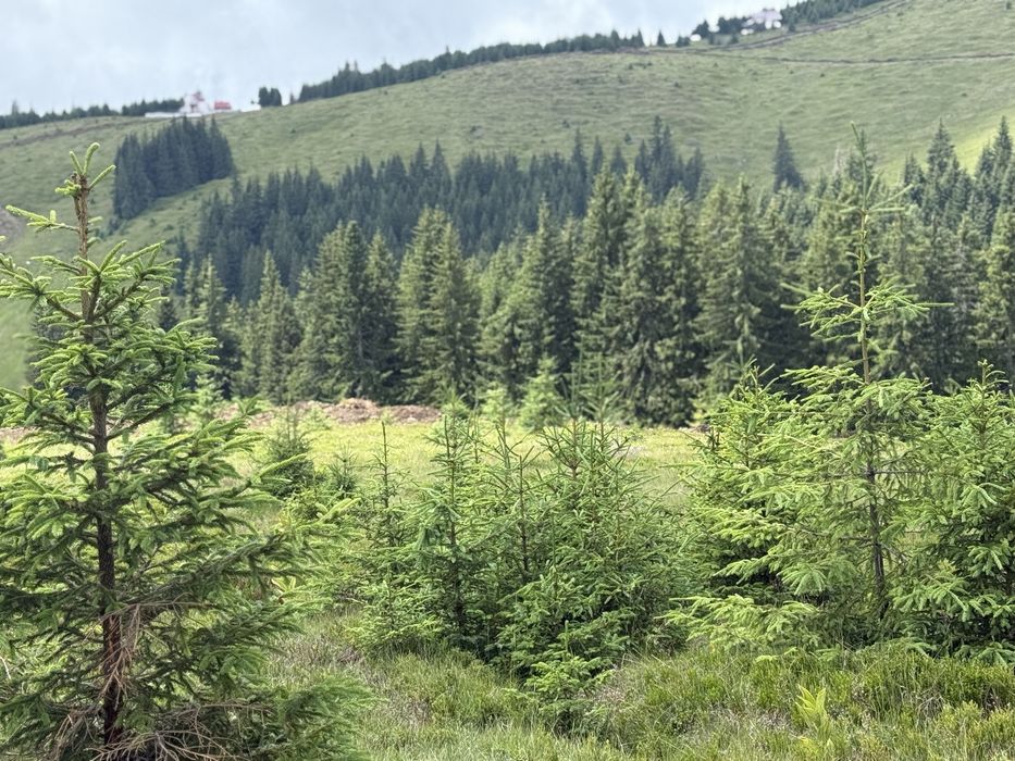 Cedez concesiune lot vf roman bolca 3