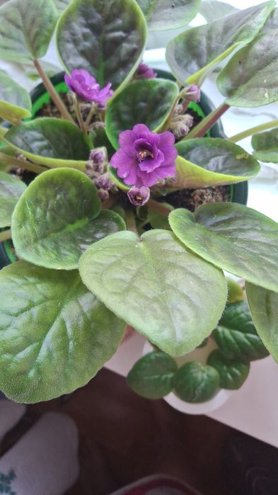 Цветущие цветы фиалки