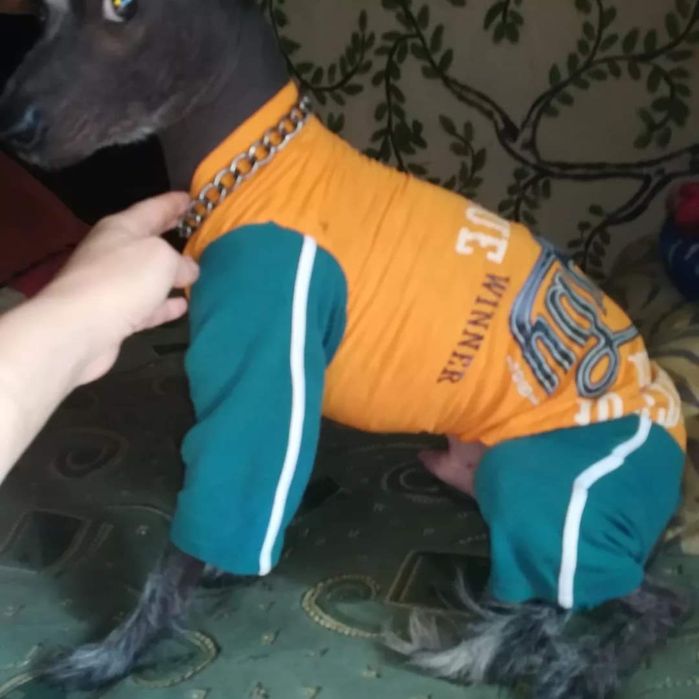 Одежда для собак