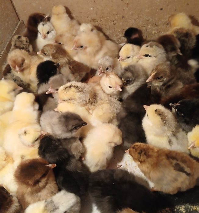 Суточные Домашние цыплята