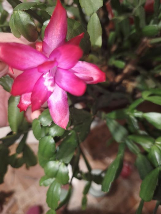 Продам цветущий Декабрист