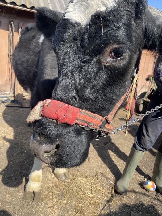 Vand vaca in varsta de 4 ani gestanta in 6 luni