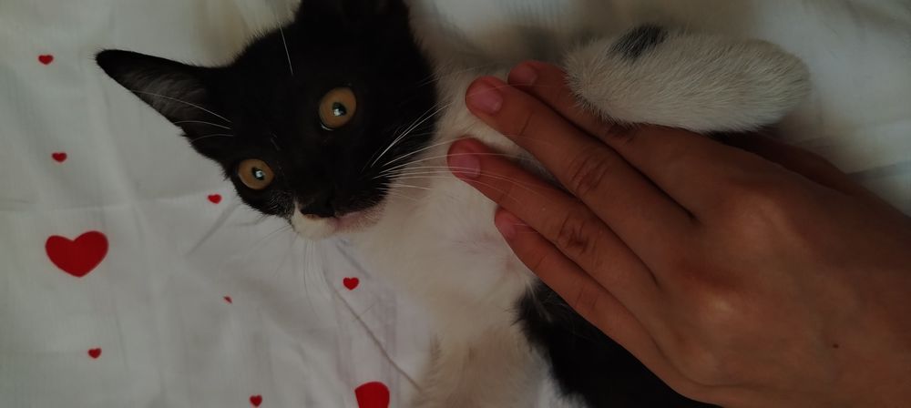 4 котята очень милые и умные отдам в добрые руки