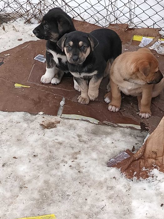 Donez căței Giurgiu