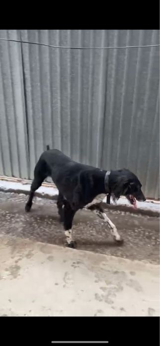 Арлан тазы бар ургашы тазыга косуга 4 жасар тазы