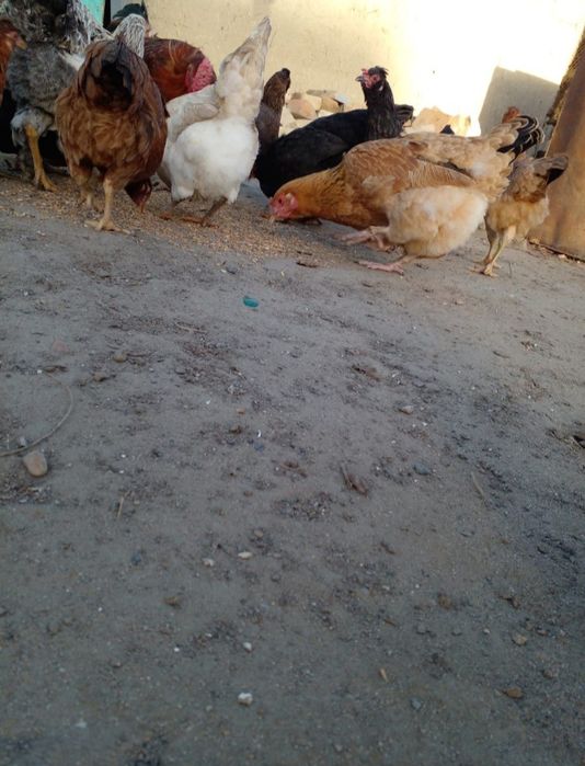 Курица курица курица