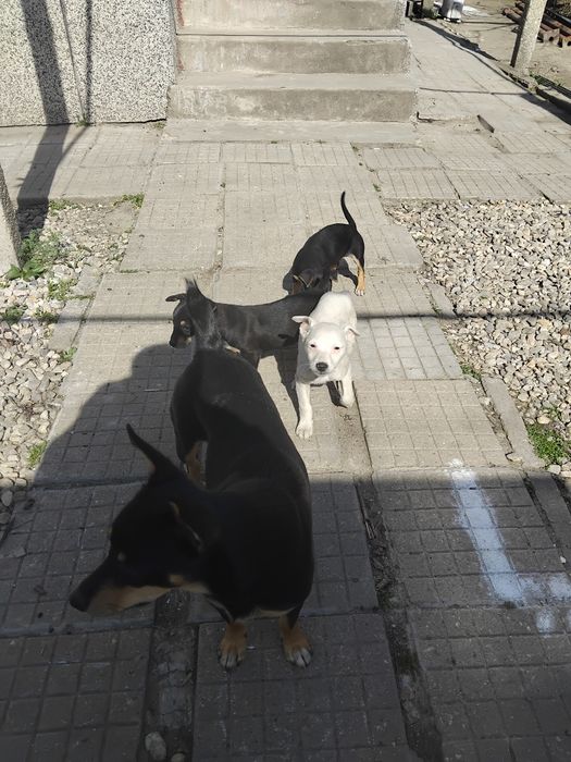 Подарявам малки кучета родени са на 10ти декември