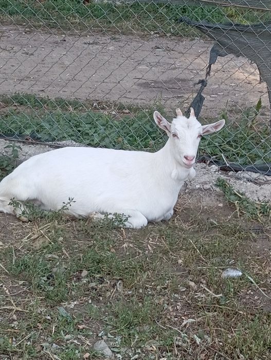 Vând o iadă Sannen!