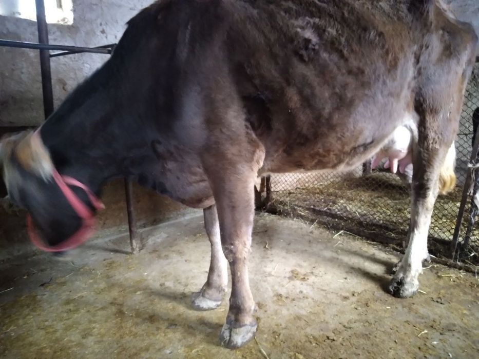 Shvet ona bola sigir sotiladi