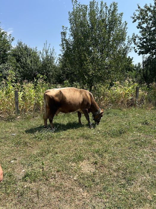 Vaca cu vitel !!