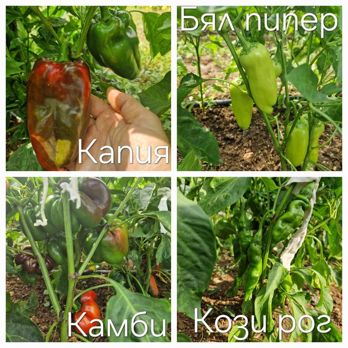 Семена стари сортове