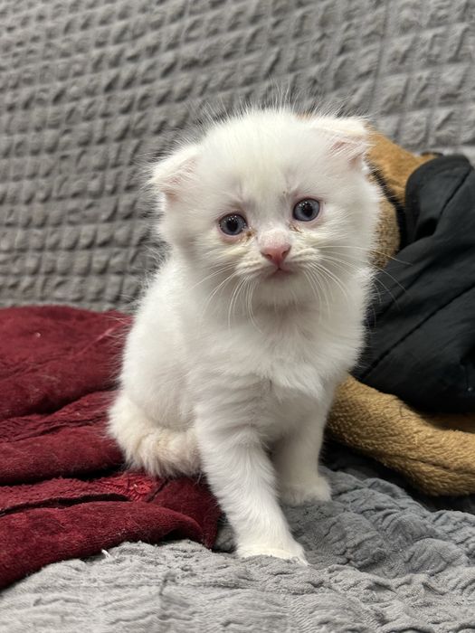 Продаётся котенок(мальчик) шотландский вислоухий