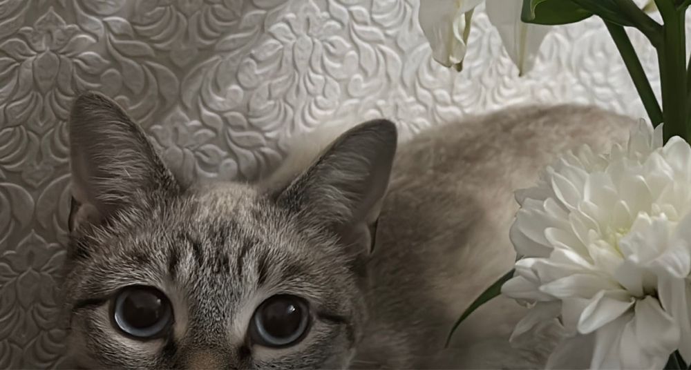 Отдам кошку даром