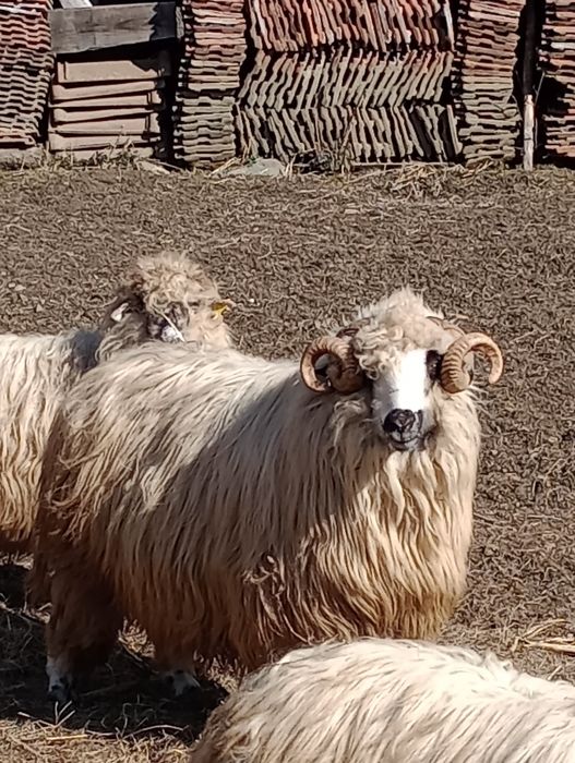 Vând berbec stramior