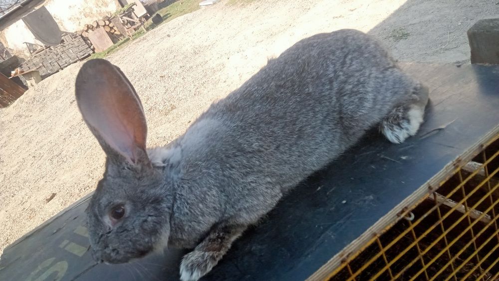 Продаются  кролики