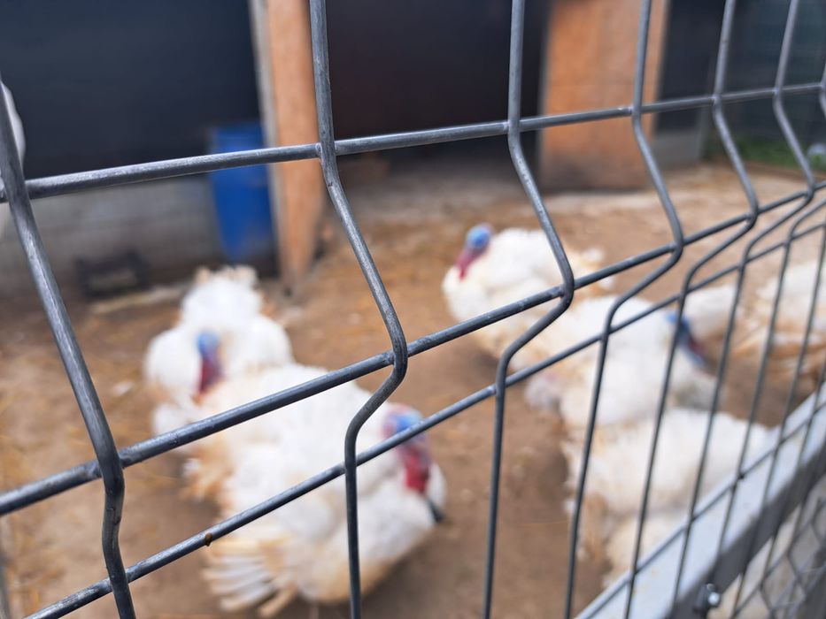 Curcani Big 16 , crescuți bio,de vânzare!30-35 Ron per kg!