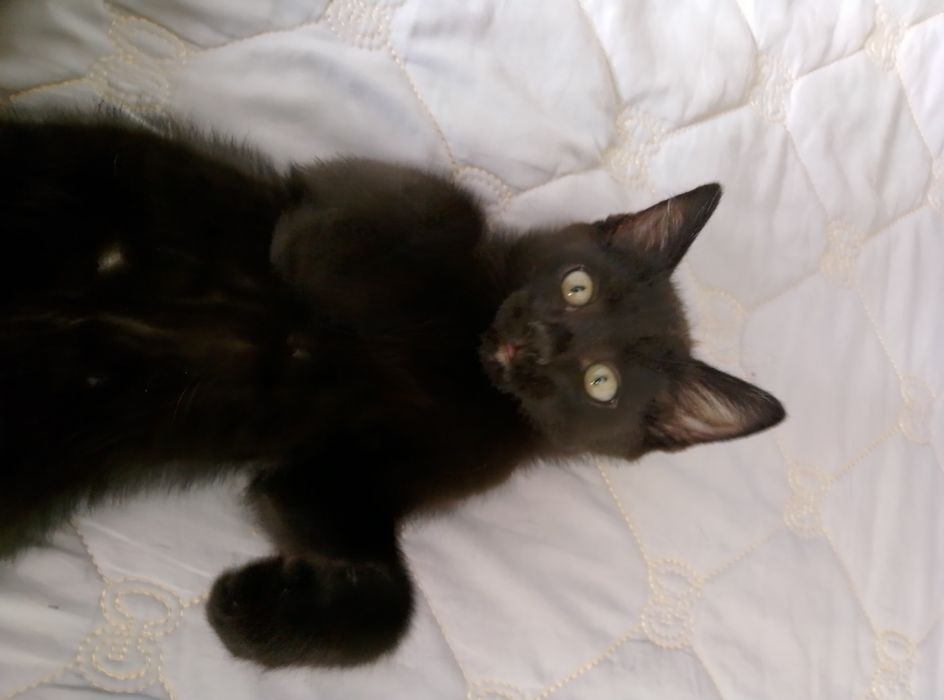 Черный котенок даром