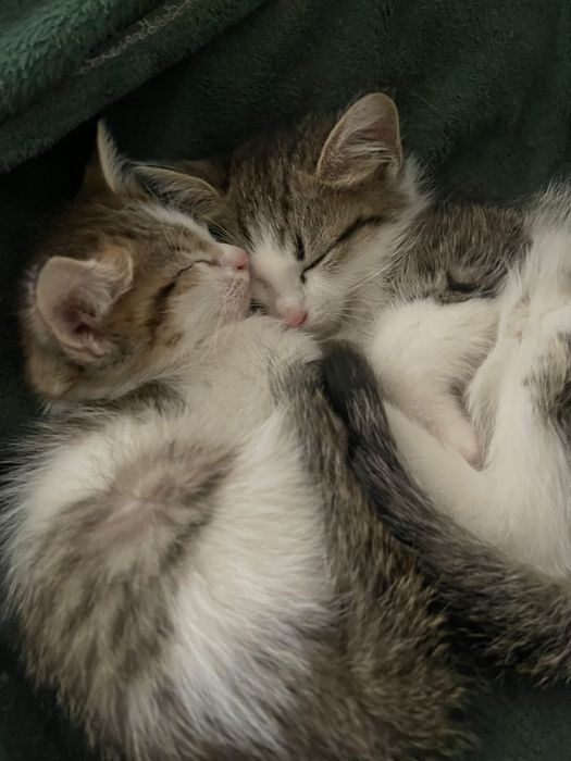 Котята в хорошие руки