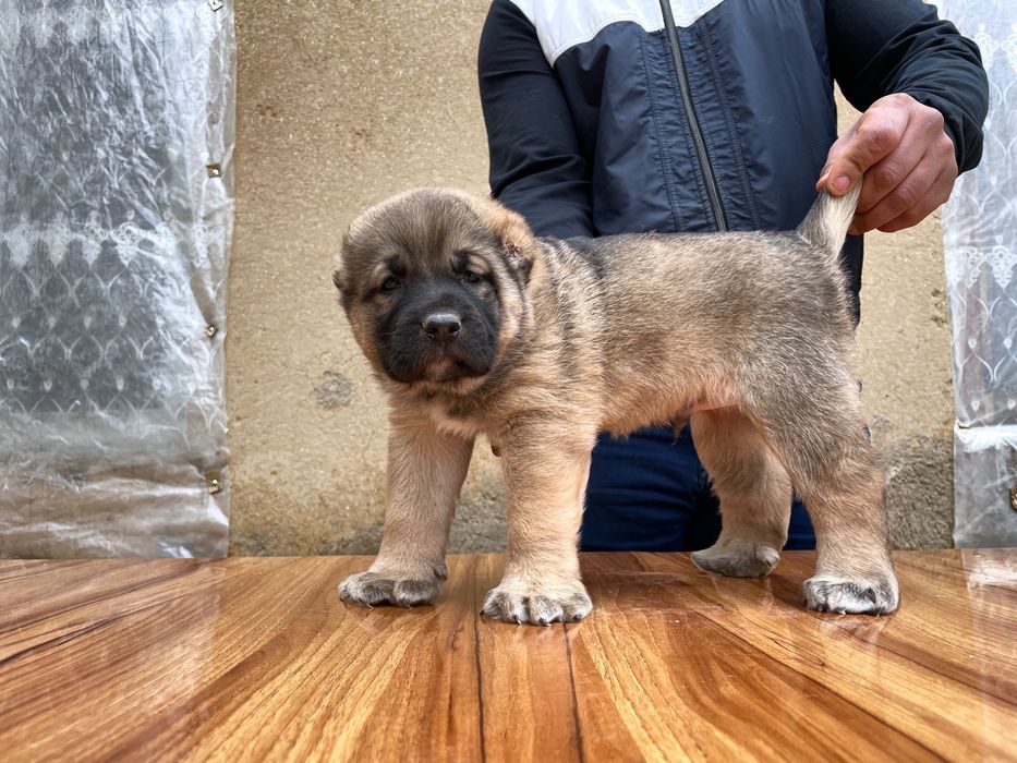 Щенок Турецкого Кангала ( чистокровный )