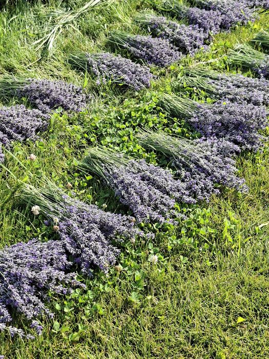 Lavanda proaspăt recoltata