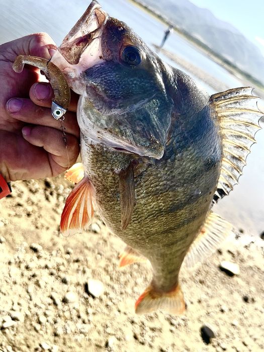 Силиконови примамки Blood Minnow