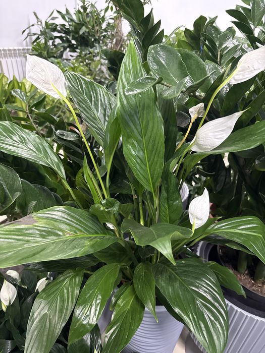 Женское счастье недорого