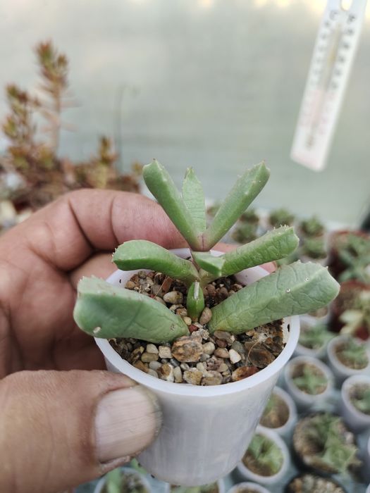 Продаются домашние суккуленты