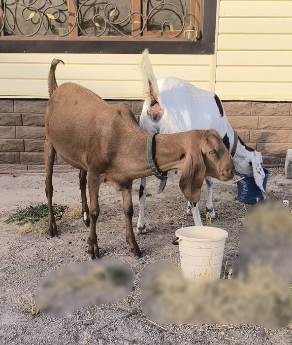 Битал ешкилер сатылады