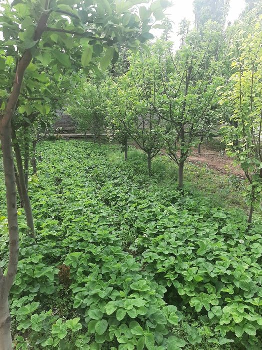 Продам участок 12 сотых  ориентир Черняевка