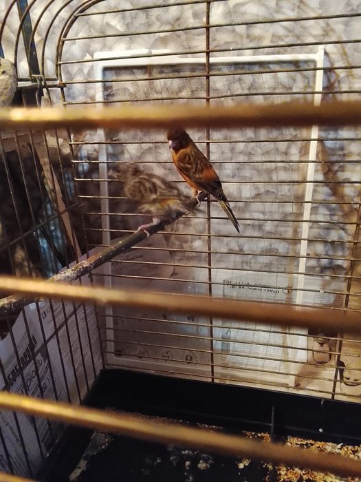 Продаю канарейк самок