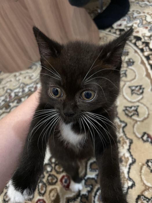 Отдам котенка девочку 2мес