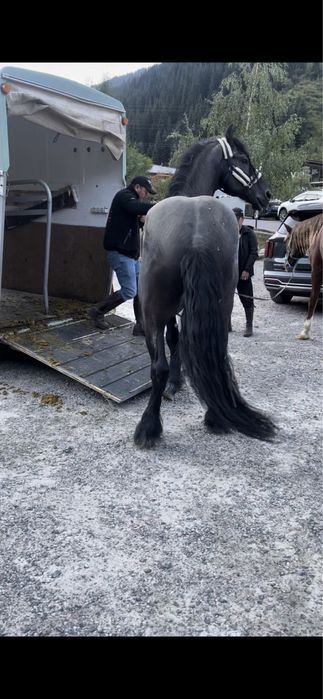 Перевозка лошадей