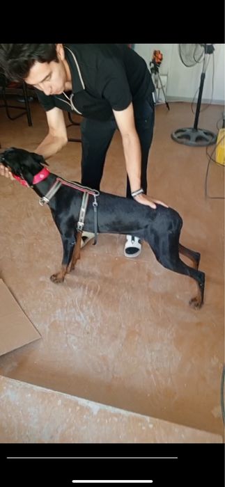 Продаю собаку в хорошие руки