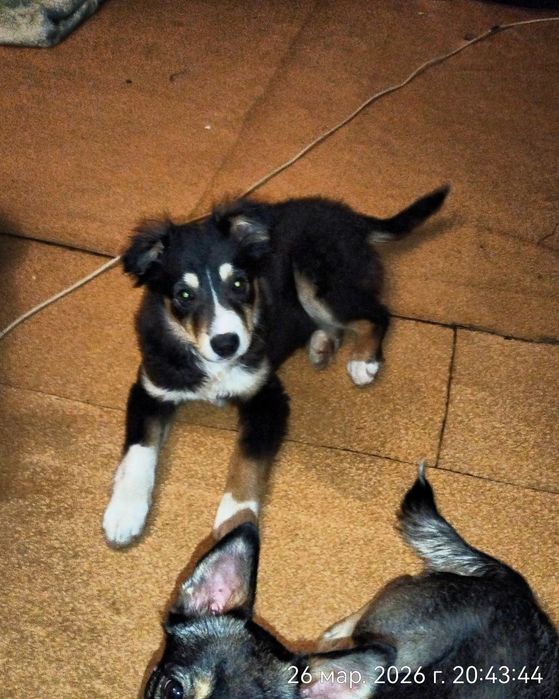 Пристраевается  щенок