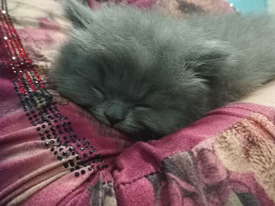 Котята британские