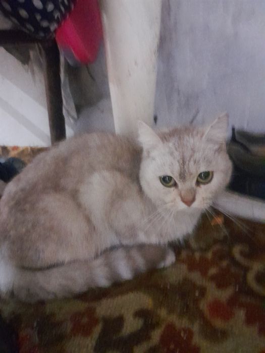 chroyli mushuk britanski shinshila