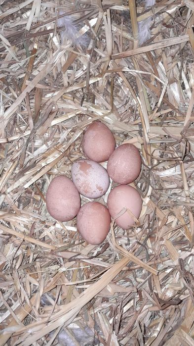 Vand oua de bibilici romanesti diverse culori
