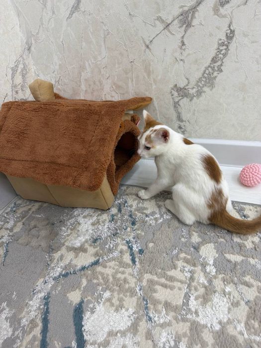 Котенок 2 месяца